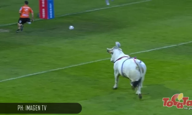 Un toro en la cancha